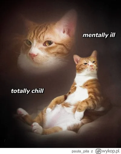 paula_pila - #koty #humorobrazkowy #memy