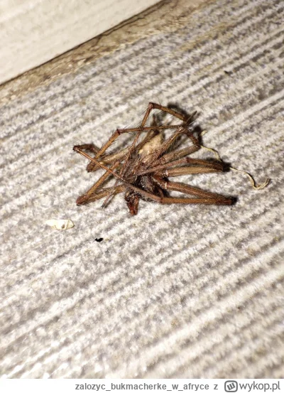 zalozycbukmacherkew_afryce - Mirasy, ta powódź to moja wina. Dziś pająka zabiłem, bo ...