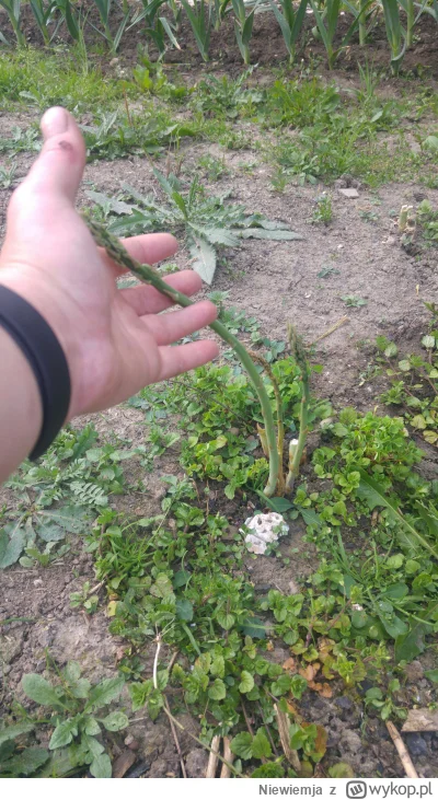 Niewiemja - Szparagów już troche zjedzonych