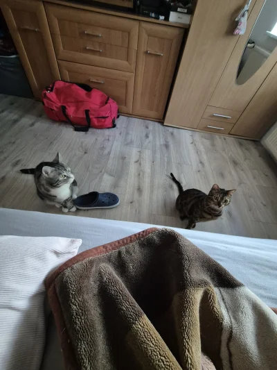 Lujdziarski - #pokazkota #dziarskikacperek Co wy chcecie kotuchy