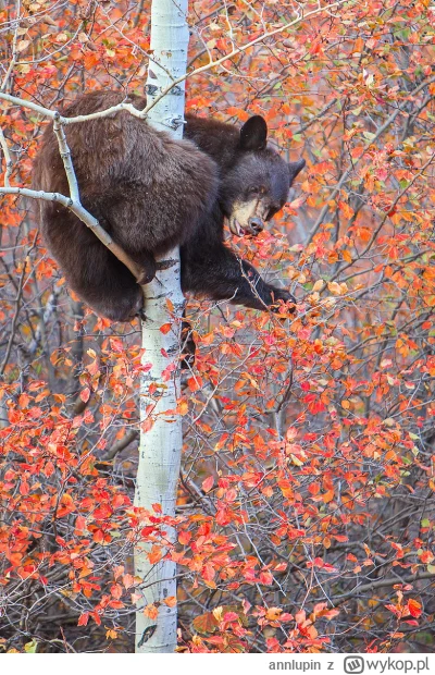 annlupin - siedze se jusz kawe sie napije i może serial do tego ale nie wiem a co uwa...