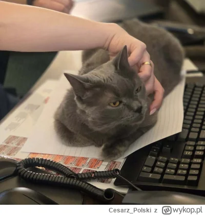 Cesarz_Polski - #kotekwrocek #wroclaw