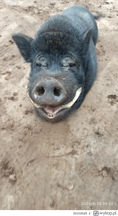 breskali - Ej... Gdzie jest Janusz?
#bandajanusza