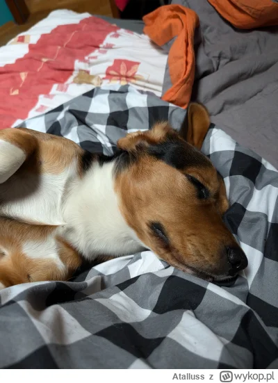 Atalluss - @Historycznygagatek