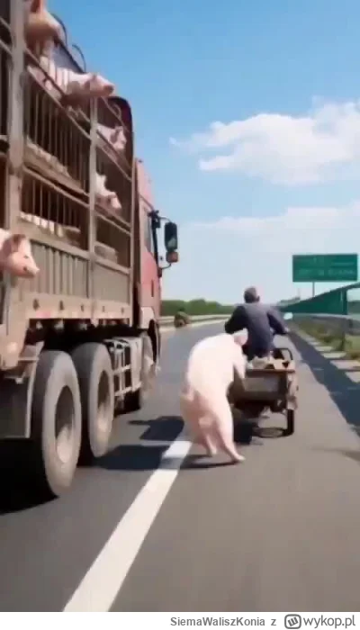 SiemaWaliszKonia - „WASYL, S---------Y”
#ukraina #heheszki