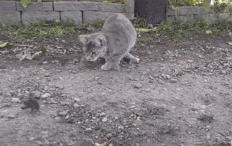 wfyokyga - Vrigin kicius vs potomek T-Rex