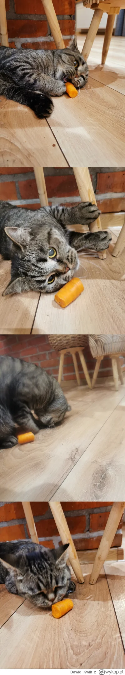 Dawid_Kwlk - Kitku oszalało, marchewkowe loco. Wasze  taż tak mają?

#koty #pokazkota...