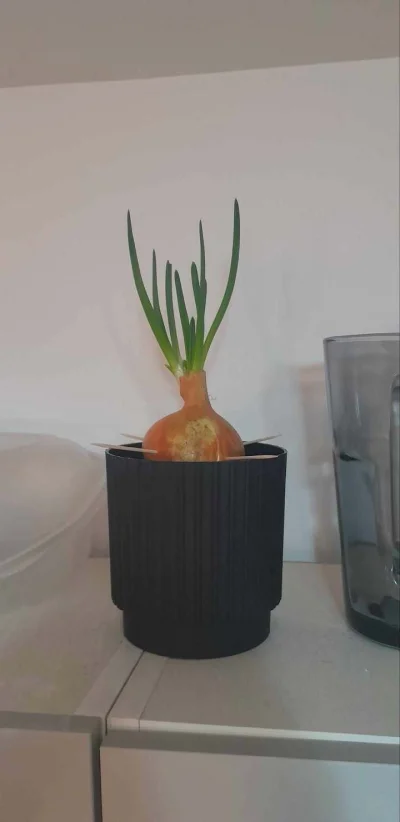 max-b - doświadczenie w ogrodnictwie: urosła mi cebula