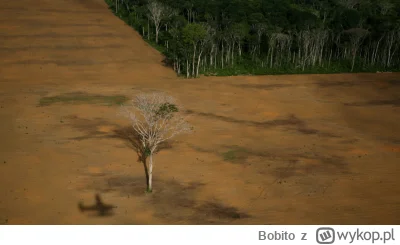 Bobito - #fotografia #brazylia #amerykapoludniowa #drzewa #las 

Drzewo stoi samotnie...