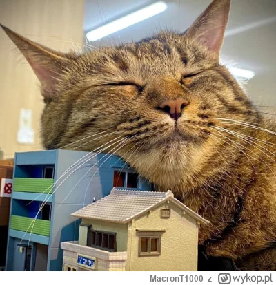 MacronT1000 - #bezczelnekotkiwchodzacenamakietykolejowe #koty #kitku Home, sweet home