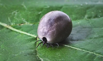 wuwuzela1 - Ktoś pytał o co chodzi z Ubeckimi Metodami Trolli Deweloperskich na wykop...