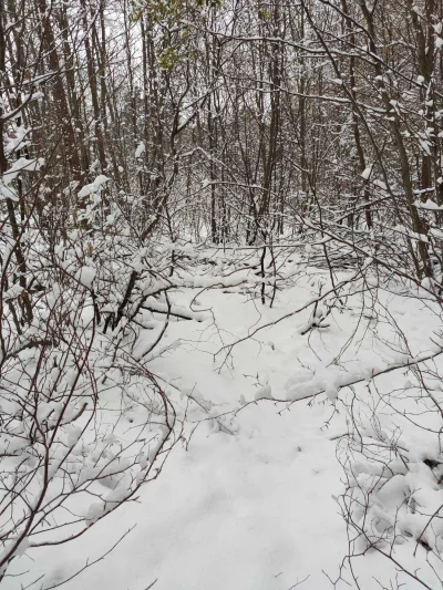 Soothsayer - zimą bardzo podoba mi się to, że można w lesie zejść ze ścieżki i pospac...