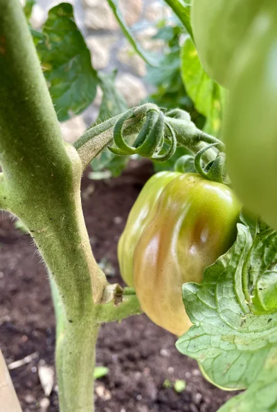 asdfghjkl - pomidorki sie zaczynają czerwienić #legancko #ogrodnictwo