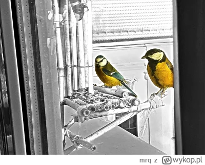 mrq - Dzisiaj było dobre światło przez chwilę słaby aparat ale magia photoshopa spraw...