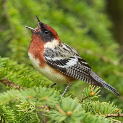 Lifelike - Lasówka kasztanowata (Setophaga castanea) [samiec]
Autor
#photoexplorer #f...