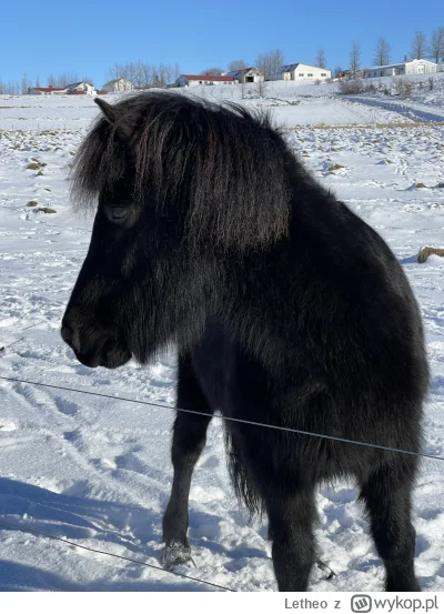 Letheo - @sayanek: konik na śniegu dla Ciebie ( ͡° ͜ʖ ͡°)