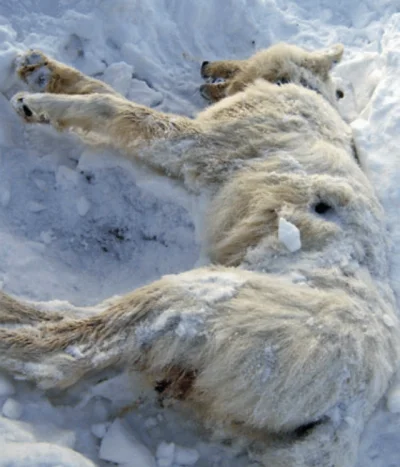 cheeseandonion - Arctic wolf that was killed by a muskox

#wilk