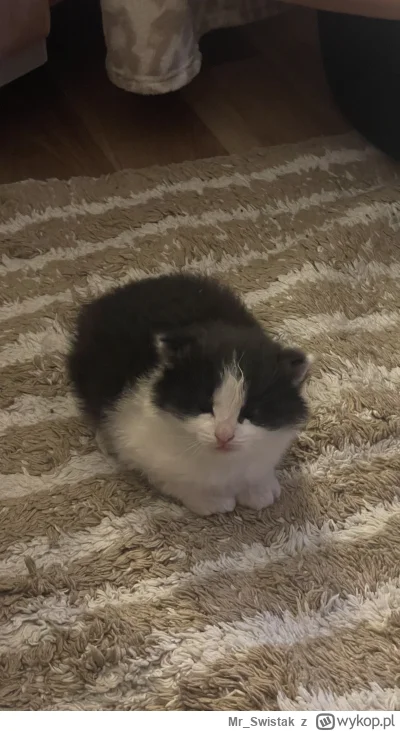 Mr_Swistak - Borsuczek będzie wrzucany XD 
#koty