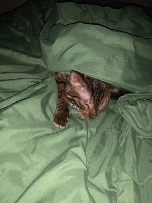 Lujdziarski - #pokazkota #dziarskikacperek Bero od nas uciekł, przykrylem Kacpiego i ...