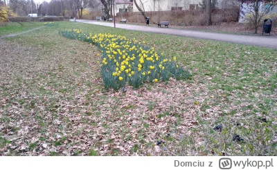 Domciu - Żonkile w Grabiszyńskim. Wiosno przybywaj! (｡◕‿‿◕｡)
#wroclaw