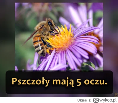 Ukiss - 2 dużych oczu złożonych, po bokach głowy, służy do rozpoznawania kolorów, ruc...
