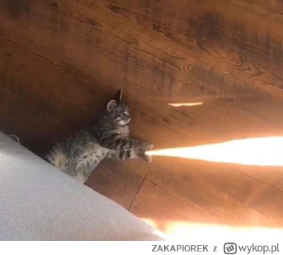 ZAKAPIOREK - kamehame-ha !