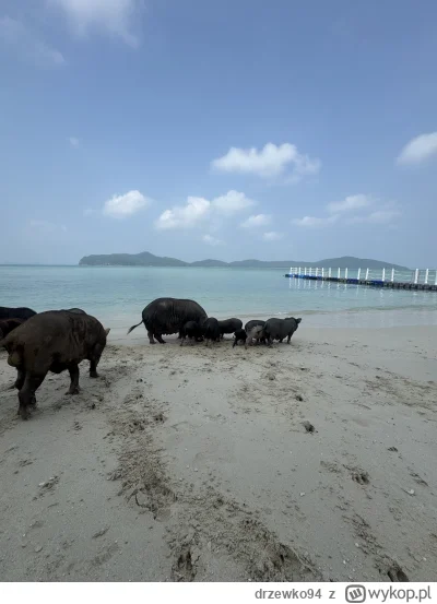 drzewko94 - Pozdro z wyspy ze swiniami