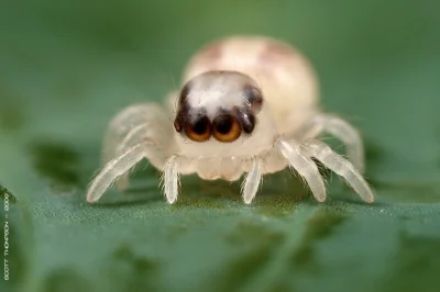Apaturia - Chyba najbardziej urocze zdjęcie pajączka w historii. Mały pająk z rodziny...