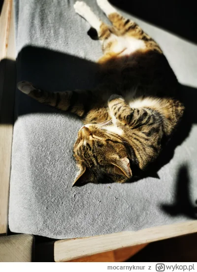 mocarnyknur - #koty #kitku #pokazkota
W słońcu skąpana. ( ͡º ͜ʖ͡º)