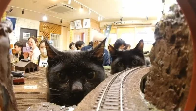 LM317K - #koty #kitku Czekają na pociąg
