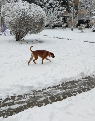 MechanicznaPitaja - #zima #psy #pokazpsa #pieseczkizprzypadku 
Psiur zadowolony z zim...