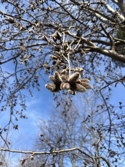 malinq - Co to za bazie?

#kiciochpyta #pytanie #rosliny #drzewa