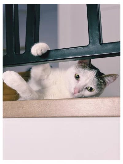 I.....a - @liskowaty: oddawaj mojego kota z przeszłości ( ͡° ͜ʖ ͡°)