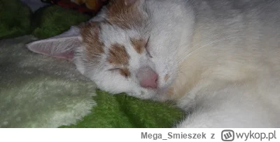 Mega_Smieszek - Moje kiciałken ślicznałken mówi wszystkim dobrałken ⎝⏒Ꮂ⏒⎠

#koty #pok...