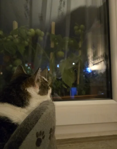 Solsith - #pokazkota #spaslak niektóre kotki lubią patrzeć, jak świąt płonie ( ͡° ͜ʖ ...