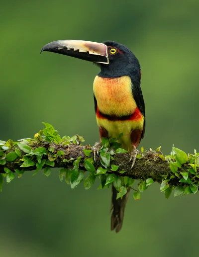 Lifelike - Arasari obrożny (Pteroglossus torquatus)
Autor
#photoexplorer #fotografia ...