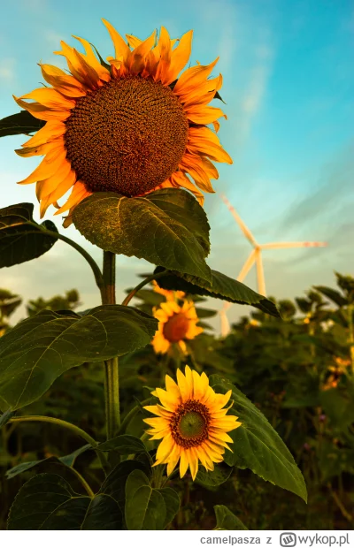 camelpasza - Kiedyś wyszedłem z piwnicy i poszedłem na pole słoneczników zrobić zdjęc...