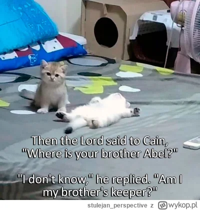 stulejan_perspective