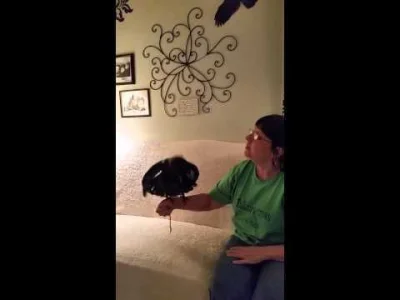 bitrate3500 - Wiele osób nie wie, że kruki potrafią naśladować ludzki głos. Problem w...