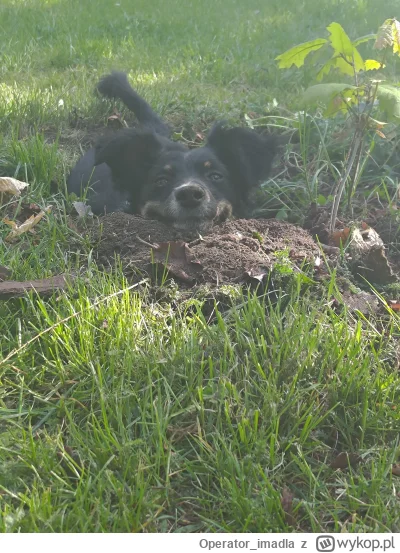 Operator_imadla - Wykopał krater i zadowolony a ja potem kopyto połamię #pies #smiesz...