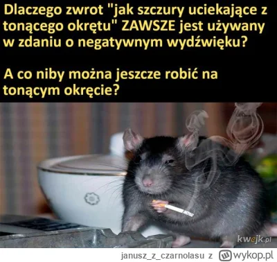 januszzczarnolasu - Szczury to inteligentne zwierzęta.