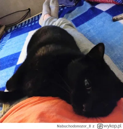 Nabuchodonozor_II - I tak sobie leżymy.... 
#koty #pokazkota #codzienniespmamujewykop...