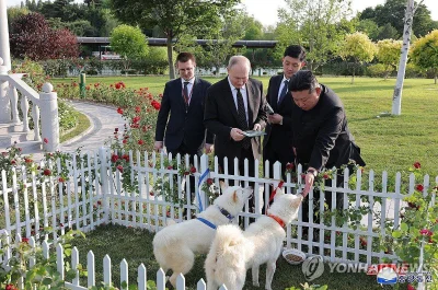 ladylurkini - Dyktator podarował innemu dyktatorowi rzadką rasę psów Pungsan hodowany...