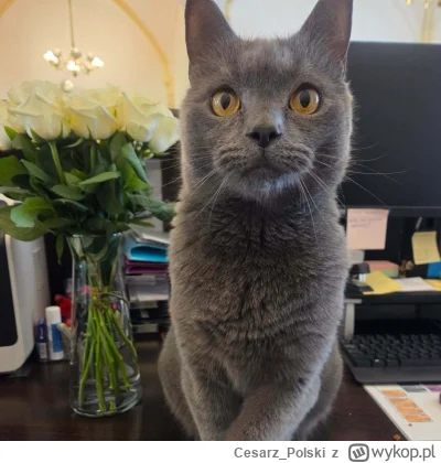 Cesarz_Polski - #kotekwrocek #wroclaw