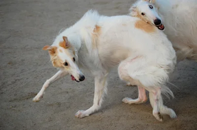 bastek66 - #psy #borzoi #borzoj #pies