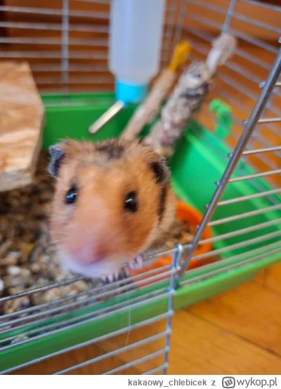 kakaowy_chlebicek - #chomiki