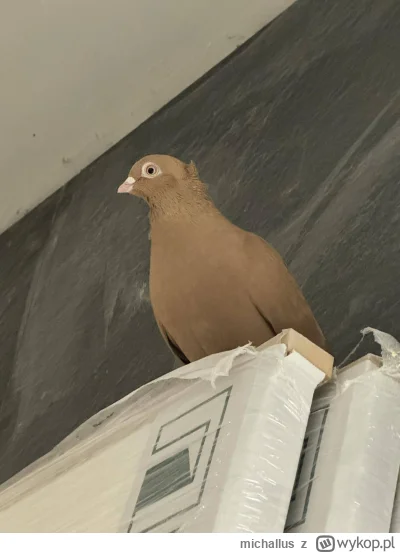 michallus - Jaka to rasa gołębia? Przyplątał się taki na jedną budowę i nie chce odle...