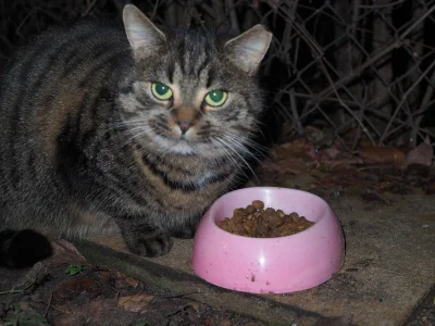 Timer_555 - fotogeniczna kicia

#przegryw #dokarmianiekotow #dokarmianiekitku #kotecz...