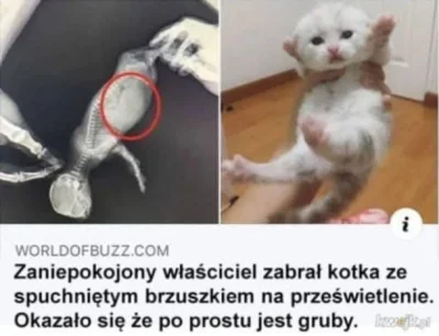 kolorowy_monochrom - #koty