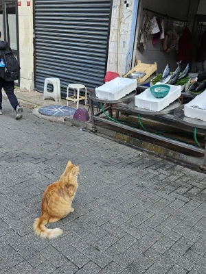 SamuraiJack_ - Czy kitku może rybę?

#koteczkizprzypadku